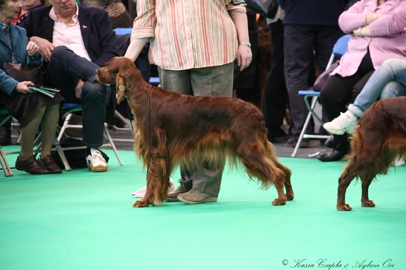 Crufts2011 368.jpg